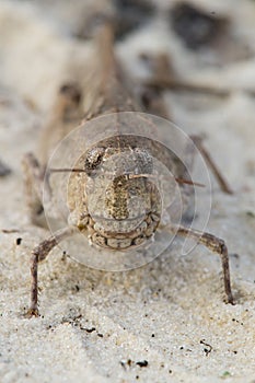 Orange winged grasshopper face