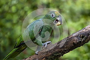 Orange-Winged Parrot, Amazona amazonica.Close up.