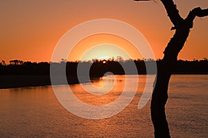 Orange Winter Sunset with silhouette tree