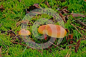 Orange witch`s hat mushrooms in green moss on the forest floor