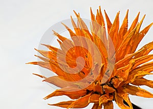 Orange wood flower