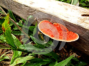 Orange woody fungus growing on rod