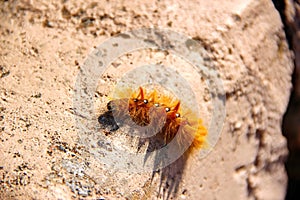 Orange woolly Caterpillar crawling on a stone