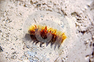 Orange woolly Caterpillar crawling on a stone