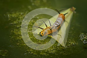 Orange worm on leaf in water