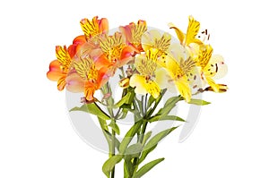 Orange and yellow alstroemeria flowers