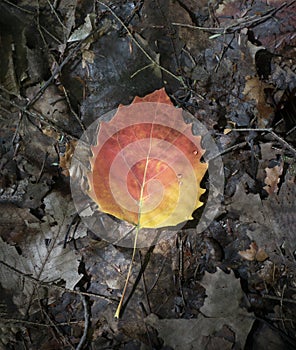 Orange and Yellow Aspen Leaf in the Adirondack Mountains