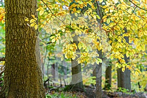 Orange and Yellow Autumn Beech Tree Leaves in brightForest