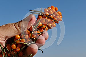 Orange yellow berries on branch of Sea Buckthorn, latin name Hippophae rhamnoides