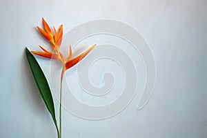Orange and yellow Bird of Paradise plant with green leaf on white wall background. Copy space for card design or inspirational