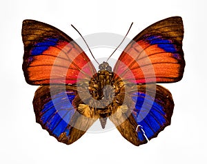 Orange yellow blue and brown butterfly closeup isolated on a whi