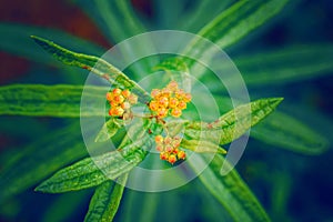 orange yellow buds of asclepias tuberosa or butterfly weed flower on faded blurry green blue background