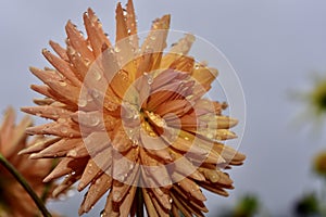 Orange and yellow cactis dahila with dew drops on petals photo
