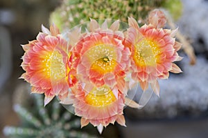 Orange yellow cactus flowers taken in top