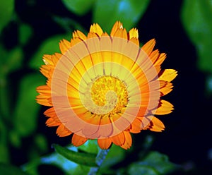 orange and yellow calendula flower on a garden photo