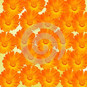 Orange and yellow Calendula officinalis flowers (pot marigold, ruddles, common marigold, garden marigold), texture background