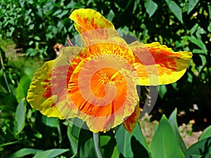 Orange and yellow canna flowers plants with green leaves