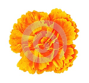 Orange yellow carnation flower isolated on white background. Close-up. Element of design