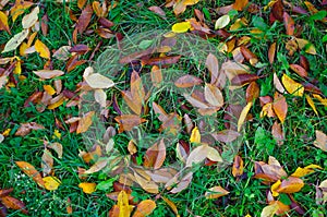 Orange and yellow cherry tree leaves on green grass.
