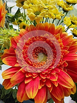 Orange and yellow chrysanthemum / gerbera flowers