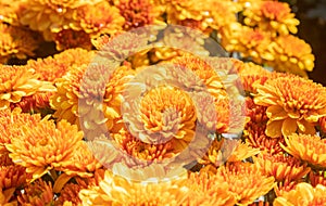 Orange Yellow Chrysanthemum or Mums Flowers with Natural Light Background