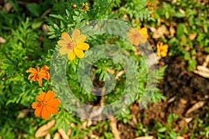 Orange yellow color Cosmos sulphureus blooming among blurred green leaves and garden soil ground background under sunlight