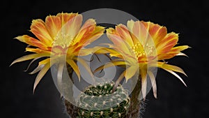 Orange-Yellow Colorful Flower Timelapse of Blooming Cactus Opening