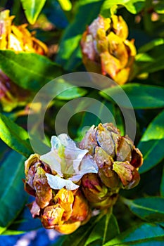 Orange yellow cream white rhododendron flowers bloom grow in Germany photo