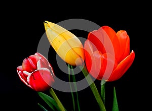 Orange Yellow and Crimson Tulips