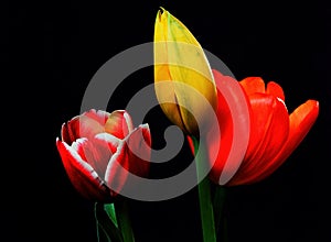 Orange Yellow and Crimson Tulips photo