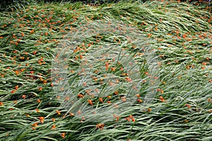 Orange and yellow Crocosmia flowers in long grass