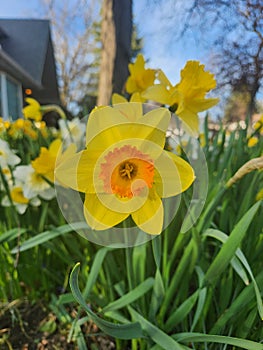 An Orange Yellow Daffodil Flower