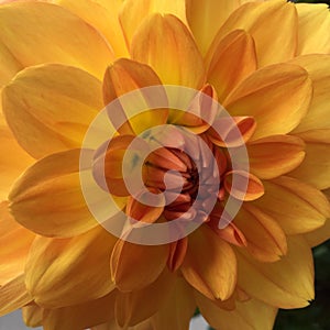 Orange yellow dahlia flower