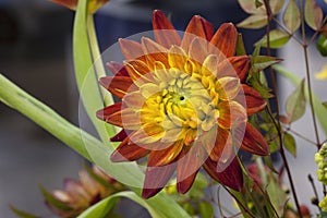 Orange and Yellow Dahlia flower