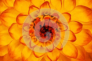 Orange yellow dahlia flower closeup. Macro. It can be used in website design and printing. Also good for designers