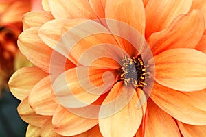 Orange yellow dahlia flower macro photo. Picture in color emphasizing the light orange colours and brown shadows