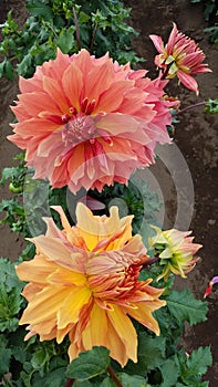 Orange and yellow dahlia flower petals with green leaves