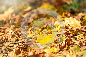 Orange and yellow fallen leaves in the sunlight