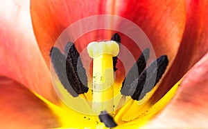 Orange and yellow flame tulip flower extreme macro close up. Details of tulip inner flower with pistil and stamen filament stigma