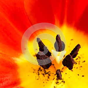 Orange and yellow flame tulip flower extreme macro close up. Details tulip inner flower with pistil and stamen, filament, stigma,