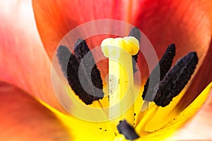 Orange and yellow flame tulip flower extreme macro close up. Details of tulip inner flower with pistil and stamen, filament stigma