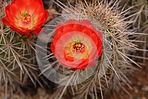 Orange and yellow flower on a cactus