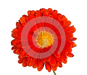 Orange and yellow flower of a fall chrysanthemum isolated