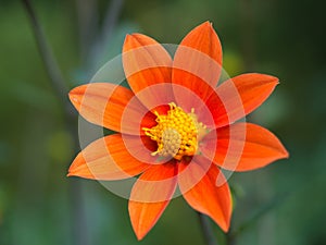 Orange and Yellow Flower in the Garden