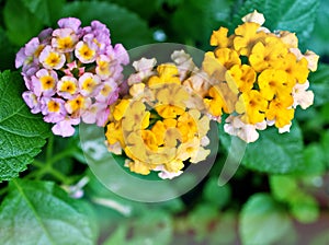 Orange yellow flower lantana camara with green leaves ,water drops on petals and blurred background ,tropical plants , macro image