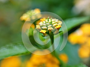 Orange yellow flower lantana camara with green leaves ,water drops on petals and blurred background ,tropical plants , macro image