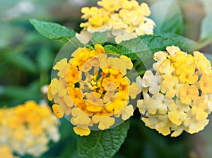Orange yellow flower lantana camara with green leaves ,water drops on petals and blurred background ,tropical plants , macro image