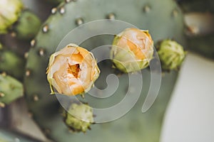 Orange yellow flower of a prickly pear