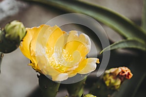 Orange yellow flower of a prickly pear