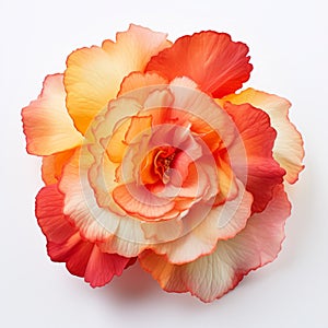 Double Tone Effect Orange And Red Flower On White Background photo